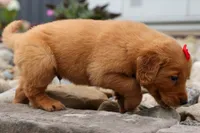  Quinton 🐾, a male Golden Retriever for sale in Fresno, OH – 2 of 8