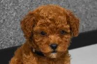 Logan, a male Poodle - Miniature  for sale in Fresno, OH – 2 of 8