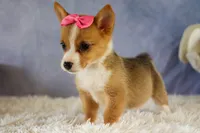 Yara ❤️, a female Pembroke Welsh Corgi for sale in Fresno, OH – 4 of 10