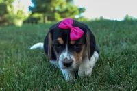 Cora 💖, a female Beagle for sale in Fresno, OH – 5 of 10