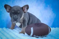 Quest ✨, a male Frenchton for sale in Fresno, OH – 6 of 9