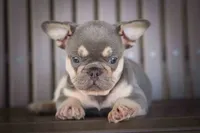 🐾 Meet Kingston, a male French Bulldog for sale in Fresno, OH – 6 of 10