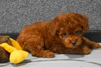 Loren, a male Poodle - Miniature  for sale in Fresno, OH – 2 of 9