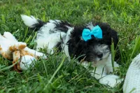 Remi 🩷, a female Cavapoo for sale in Fresno, OH – 10 of 10