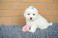 Baxter 🐶, a male Maltese for sale in Fresno, OH – 2 of 7