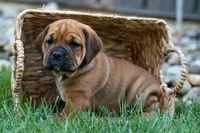 Axel 💙🐾, a male English Bulldog and Beagle for sale in Fresno, OH – 7 of 9