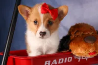 Brusie, a male Pembroke Welsh Corgi for sale in Fresno, OH – 2 of 10