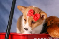 Brusie, a male Pembroke Welsh Corgi for sale in Fresno, OH – 4 of 10