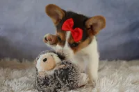 Ziggy 🩵, a male Pembroke Welsh Corgi for sale in Fresno, OH – 6 of 10