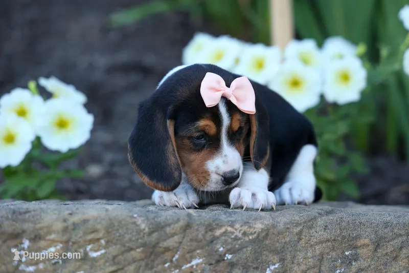 Cleo 🌸 – Beagle puppy for sale in Fresno, OH