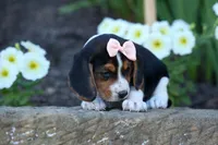 Cleo 🌸, a female Beagle for sale in Fresno, OH – 1 of 9
