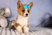  Benji🐾🐶, a female Pembroke Welsh Corgi for sale in Fresno, OH – 7 of 8