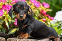 Iggy🐶, a male Miniature Dachshund for sale in Fresno, OH – 7 of 10
