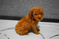 Logan, a male Poodle - Miniature  for sale in Fresno, OH – 5 of 8