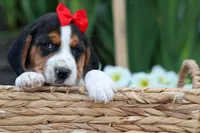 Chip🐶, a male Beagle for sale in Fresno, OH – 6 of 8