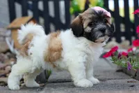 Blossom 💕, a female Bichon Frise and Shih Tzu for sale in Fresno, OH – 2 of 9