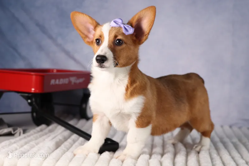 Yo-Yo 💕 – Pembroke Welsh Corgi puppy for sale in Fresno, OH