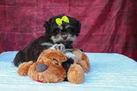  Oscar , a male Maltese and Shih Tzu for sale in Fresno, OH – 6 of 10