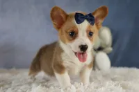 Zander 🐾, a male Pembroke Welsh Corgi for sale in Fresno, OH – 2 of 9
