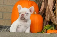  Reba 💕, a female French Bulldog for sale in Fresno, OH – 5 of 8