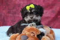  Oscar , a male Maltese and Shih Tzu for sale in Fresno, OH – 3 of 10