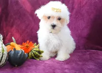  Mason, a male Maltese for sale in Fresno, OH – 3 of 7