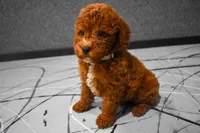 Lenny, a female Poodle - Miniature  for sale in Fresno, OH – 6 of 10