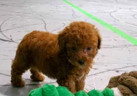 Lily , a female Poodle - Miniature  for sale in Fresno, OH – 7 of 10