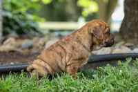 Avery ❤️, a male English Bulldog and Beagle for sale in Fresno, OH – 5 of 10