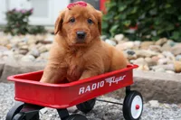  Quinny , a male Golden Retriever for sale in Fresno, OH – 8 of 9