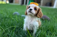  Nova, a female Cavalier King Charles Spaniel for sale in Fresno, OH – 9 of 10