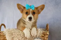 Yack 🐶, a male Pembroke Welsh Corgi for sale in Fresno, OH – 4 of 9