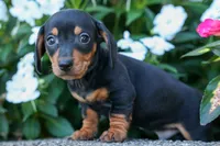 Zack, a male Miniature Dachshund for sale in Fresno, OH – 6 of 10