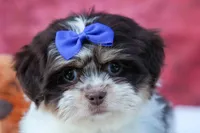  Oliver , a male Maltese and Shih Tzu for sale in Fresno, OH – 7 of 10