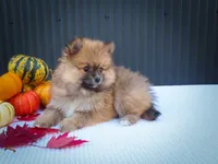🐾 Meet Rolo — A Bouncy Little Ball of Fluff! 🐾, a male Pomeranian for sale in Fresno, OH – 6 of 10