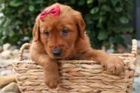  Quinny , a male Golden Retriever for sale in Fresno, OH – 2 of 9