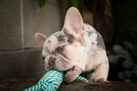  Spencer🐾🐶, a male French Bulldog for sale in Fresno, OH – 7 of 10
