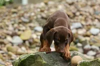 Gunner🦴, a male Doberman Pinscher for sale in Fresno, OH – 4 of 10