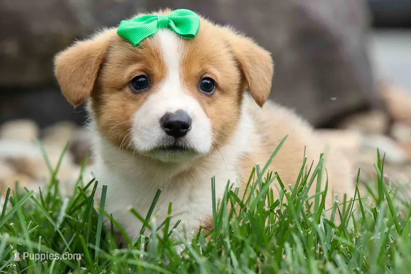  Vince🐶 – Pembroke Welsh Corgi puppy for sale in Fresno, OH