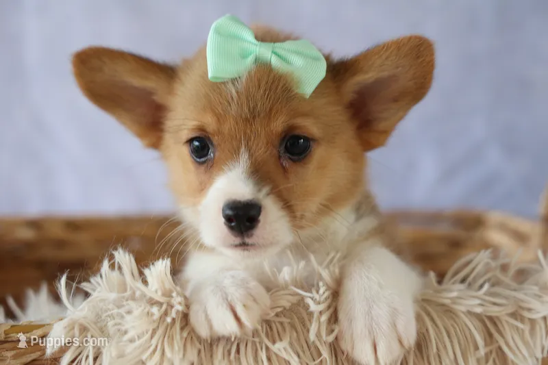 Zella 💗 – Pembroke Welsh Corgi puppy for sale in Fresno, OH