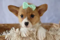 Zella 💗, a female Pembroke Welsh Corgi for sale in Fresno, OH – 5 of 9