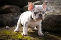🐾 Meet Knox, a male French Bulldog for sale in Fresno, OH – 3 of 10
