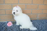 Brooke 🎀, a female Maltese for sale in Fresno, OH – 5 of 7