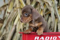  Zoey🎀, a female Miniature Dachshund for sale in Fresno, OH – 3 of 10