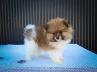  Marco 🐶, a male Pomeranian for sale in Fresno, OH – 4 of 10