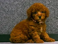 Lily , a female Poodle - Miniature  for sale in Fresno, OH – 6 of 10