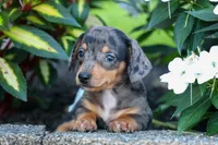   Zino🐾, a male Miniature Dachshund for sale in Fresno, OH – 7 of 9