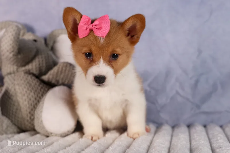  Bella💕🐶 – Pembroke Welsh Corgi puppy for sale in Fresno, OH
