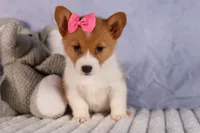  Bella💕🐶, a female Pembroke Welsh Corgi for sale in Fresno, OH – 1 of 10
