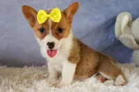 Yvonne 🎀, a female Pembroke Welsh Corgi for sale in Fresno, OH – 3 of 10